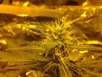 Close-up of plant against blurred background