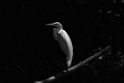 Close-up of bird perching on a tree