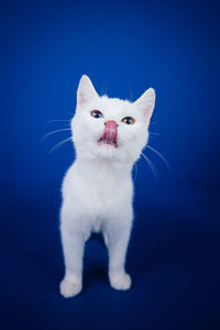 Close-up portrait of white cat against blue background