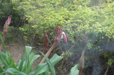 Plants growing on a tree