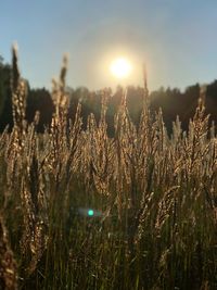 View of stalks in field against bright sun