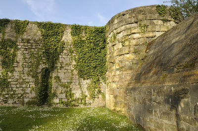 Plants growing in front of stone wall