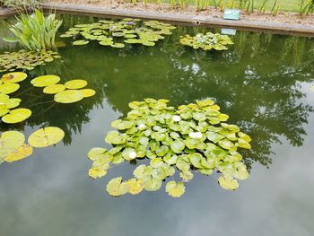 Close-up of lotus water lily in lake