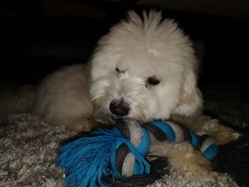 Close-up of dog relaxing on floor