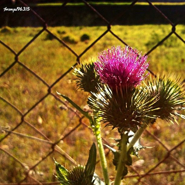 growth, focus on foreground, plant, fence, close-up, leaf, chainlink fence, nature, freshness, flower, protection, beauty in nature, green color, day, outdoors, fragility, no people, spiked, safety, growing