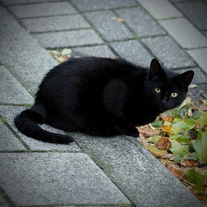 Portrait of black cat sitting outdoors