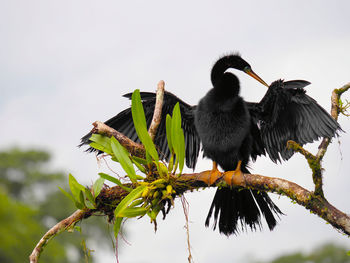 Bird perching on a branch