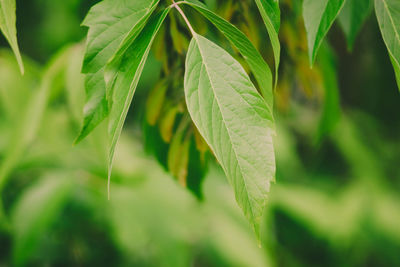 Close-up of fresh green leaves