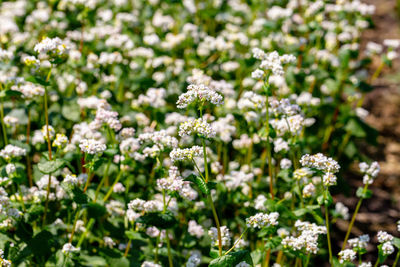 Buckwheat macro with white flowers. fagopyrum esculentum