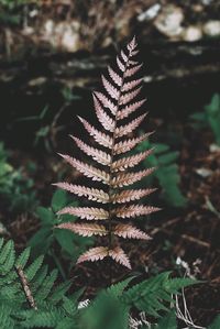 Close-up of fern