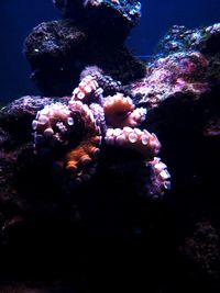 Fish swimming in sea