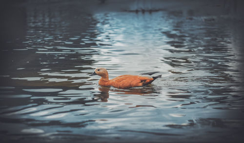 Duck swimming in lake