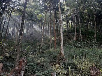 Trees in forest
