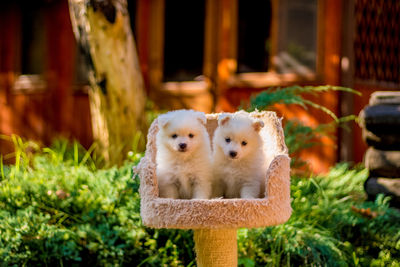 Close-up of puppies on scratching post