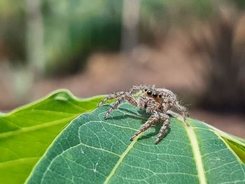 Close-up of spider