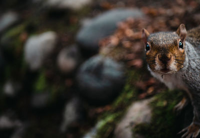 A squirrel very funny and curious.