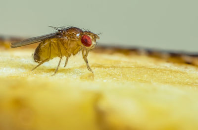 An extreme macro shot of a small fruit fly