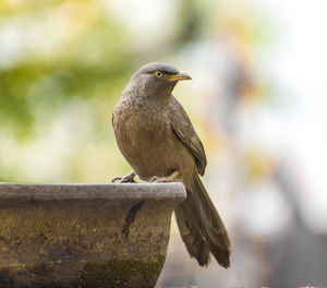 Jungle babbler sitting on a pot.