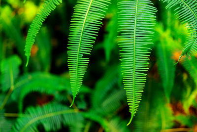 Close-up of fern leaves