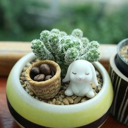 Close-up of potted plant on table