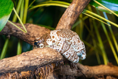 Close up of a mission golden eyed tree frog  sitting on a branch