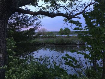 Scenic view of lake in forest against sky