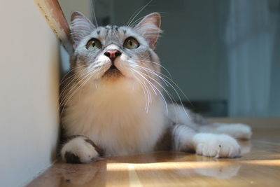 Portrait of cat on floor at home