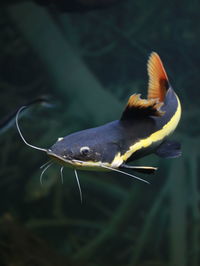 Close-up of fish swimming in sea