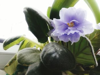 Close-up of flowers