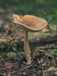 Close-up of mushroom growing in forest