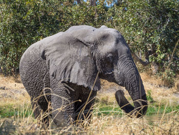 Close-up of male african elephant, moremi game reserve, botswana