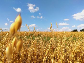 Crops growing on field against sky