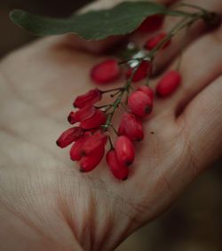 Close-up of hand holding red berries