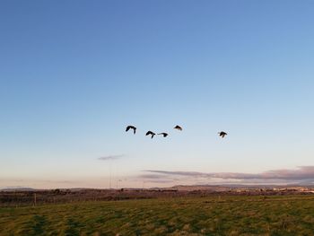 Flock of birds flying in the sky