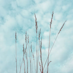 Low angle view of plant against sky