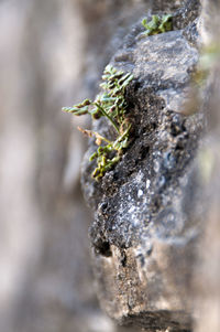 Close-up of moss on rock