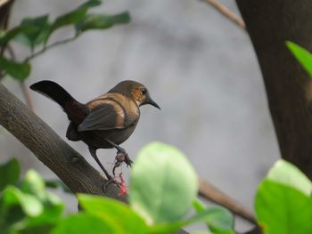 Close-up of bird perching on branch