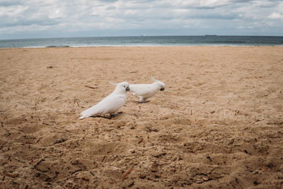 High angle view of seagull on beach