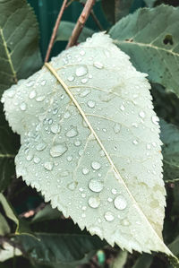 Close-up of raindrops on leaves