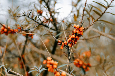 Close-up of orange berries on tree