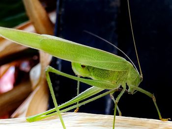 Close-up of insect on leaf