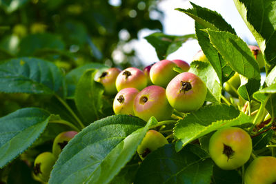 Ripe fruit of a wild apple tree on a green tree in a leaf