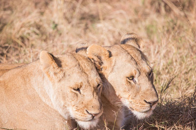 Close-up of lionesses resting on grassy field