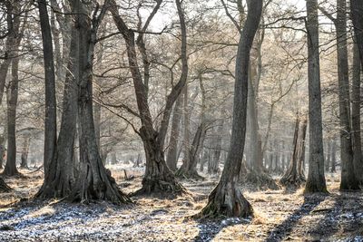 Bare trees in forest