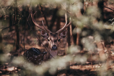 Close-up of deer in forest