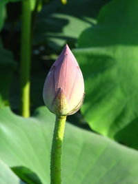 Close-up of lotus 
