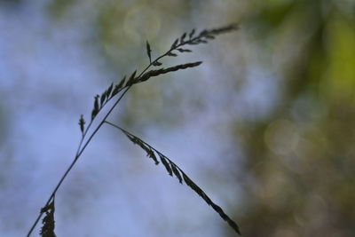 Low angle view of plant against sky