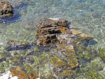 High angle view of turtle in water