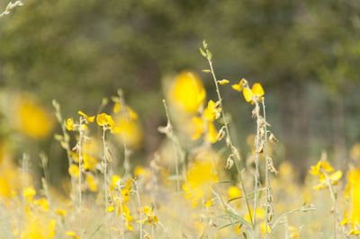 Close-up of yellow flowers