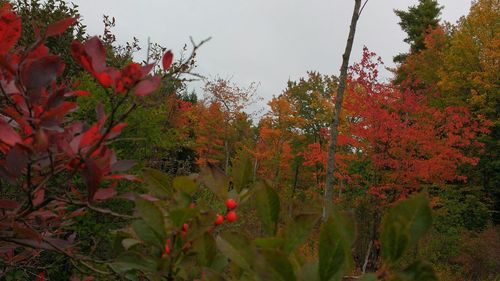 Low angle view of flowers on tree